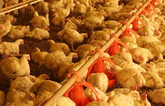 Frangos Morgana Abate e Aves - Foto 1