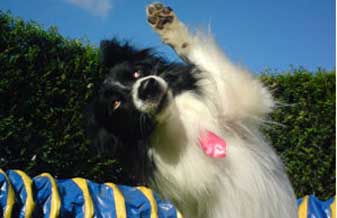 Centro de Adestramento Fernando Menezes - Foto 1