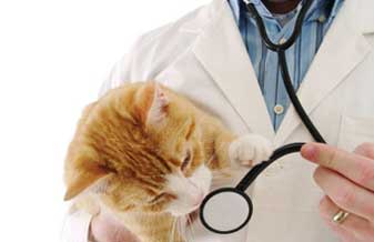 Clínica Veterinária Palhoça - Foto 1