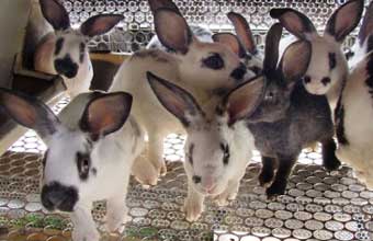 Emilia Jose Da Silva Me - Foto 1