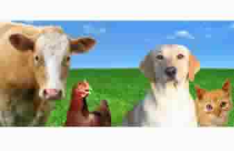 Agropet Bicho da Casa - Foto 1