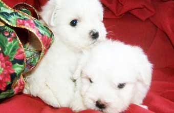 Palhocão Pet Shop - Foto 1