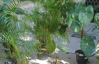 Paulo Sergio Plantas Ornamentais - Foto 1