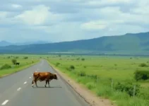 vaca atravessa a BR-101