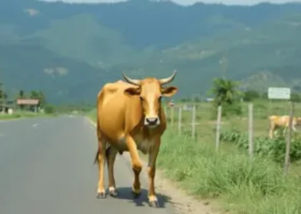 Últimas noticias de Palhoça