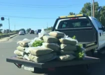 quase meia tonelada de maconha