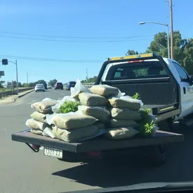 quase meia tonelada de maconha